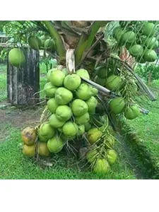 Rare Dwarf Green Malayan Costa Rican Certified Freshly Sprouted Coconut