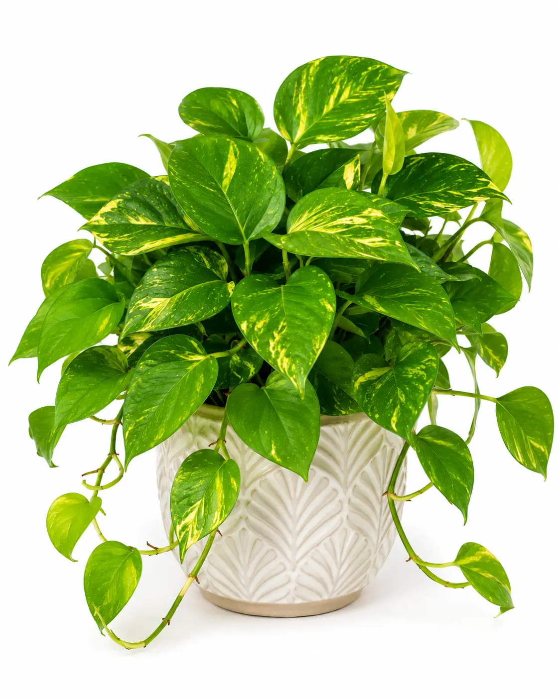 Golden Pothos Live Plant – Easy Care Houseplant in 2" Pot – Air Purifying Indoor Vine – Beginner Friendly