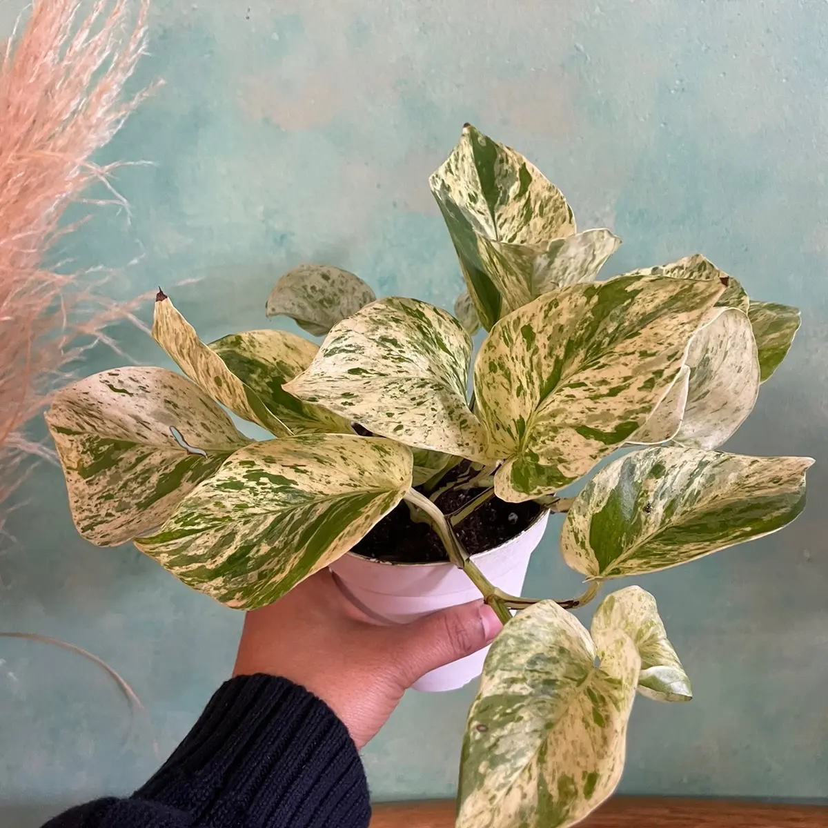 4 inch  Snow Queen pothos