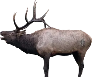 2D Bull Elk Broadside Target