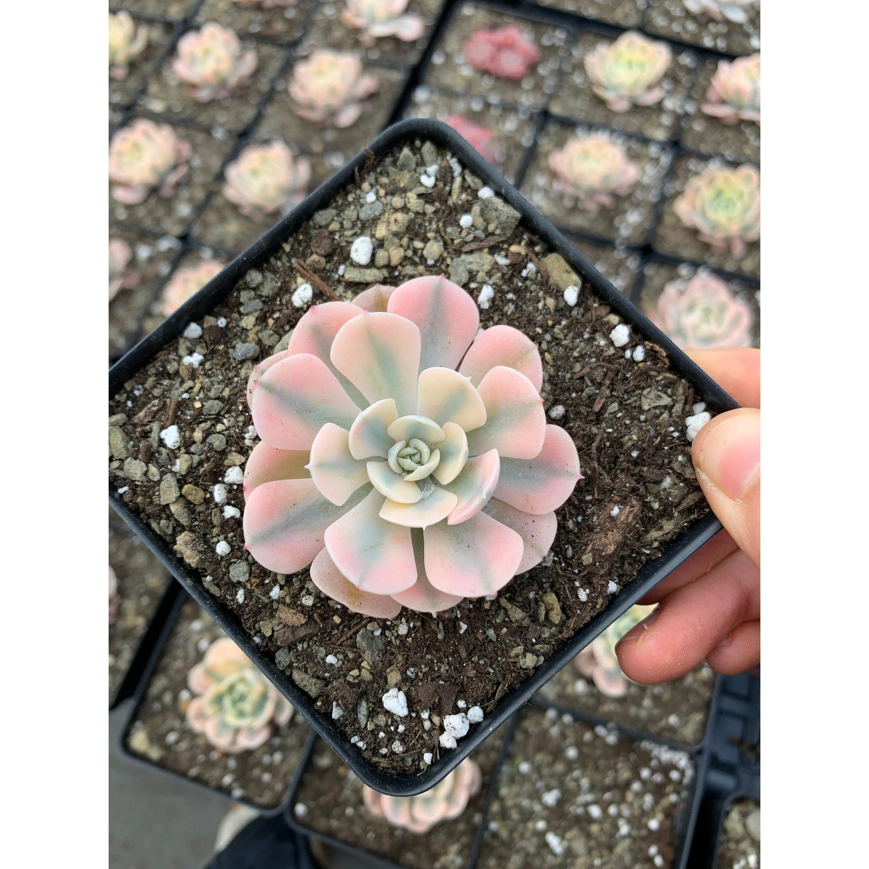 Echeveria variegated Runyonii 'Akaihosi' (single stem) - April Farm/Rare Succulents