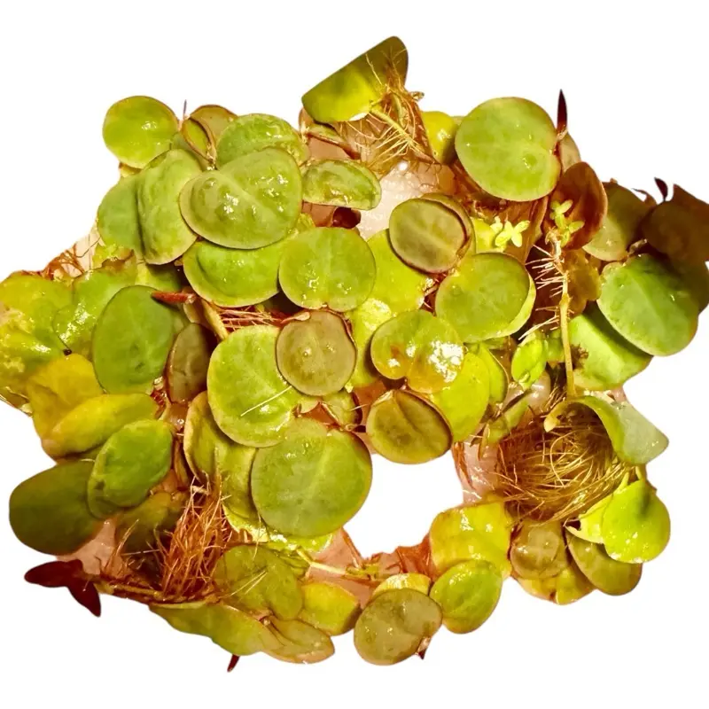 Red Root Floater with optional Duckweed | Aquarium Floating Plant Mix