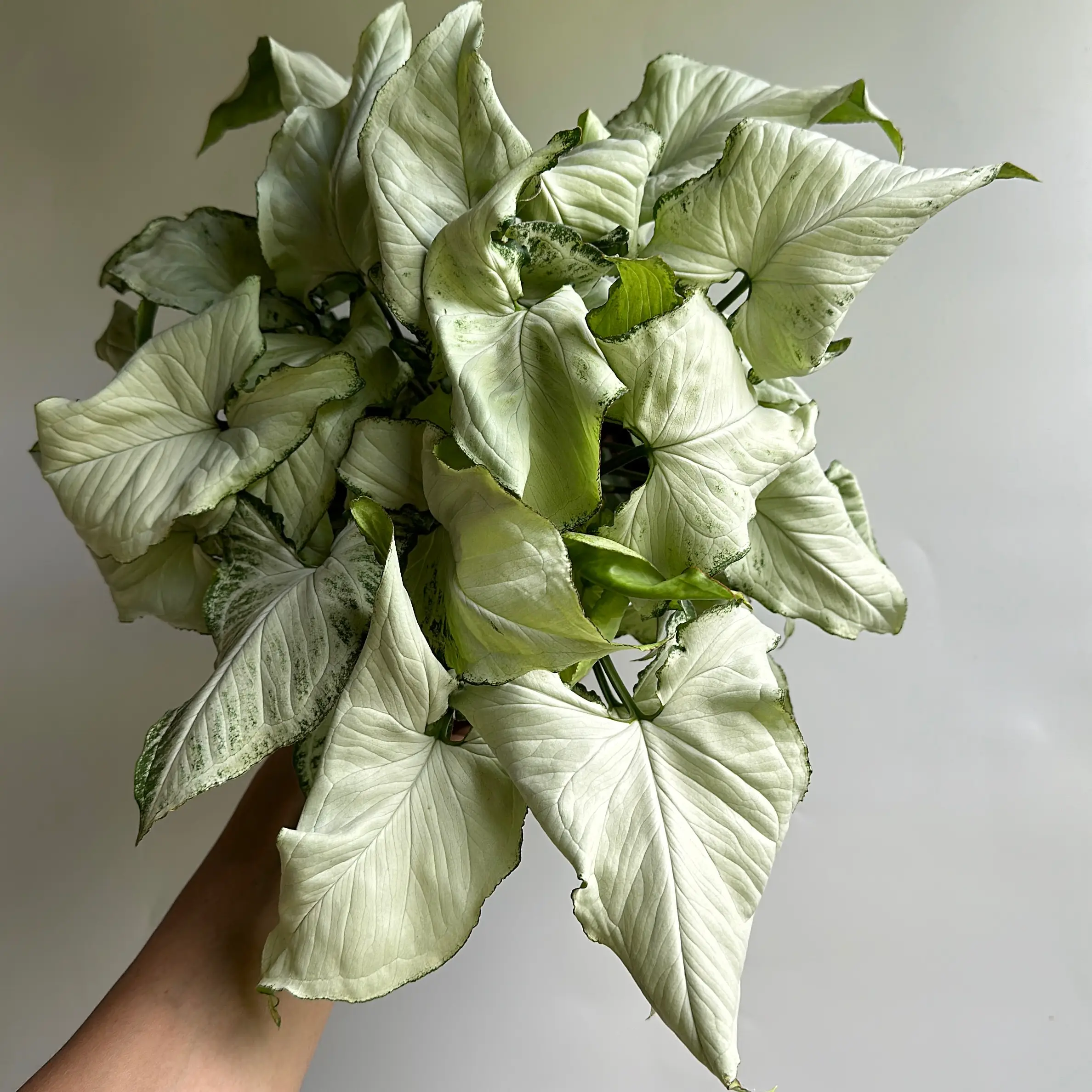 Syngonium Holly 6" pot Live Tropical House Plant for Indoor Home Decoration