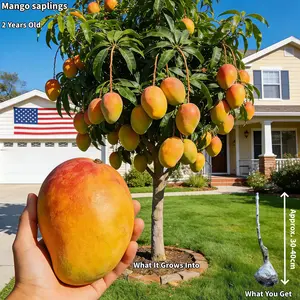 2 Years Old Mango Tree Saplings – Grafted, Extremely Sweet & Fast-Growing Tropical Fruit Tree Seedling for Outdoor Garden