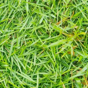 3000+ Fast Growing Green Grass Seeds for Lawn Home Garden Quality Lawn Care