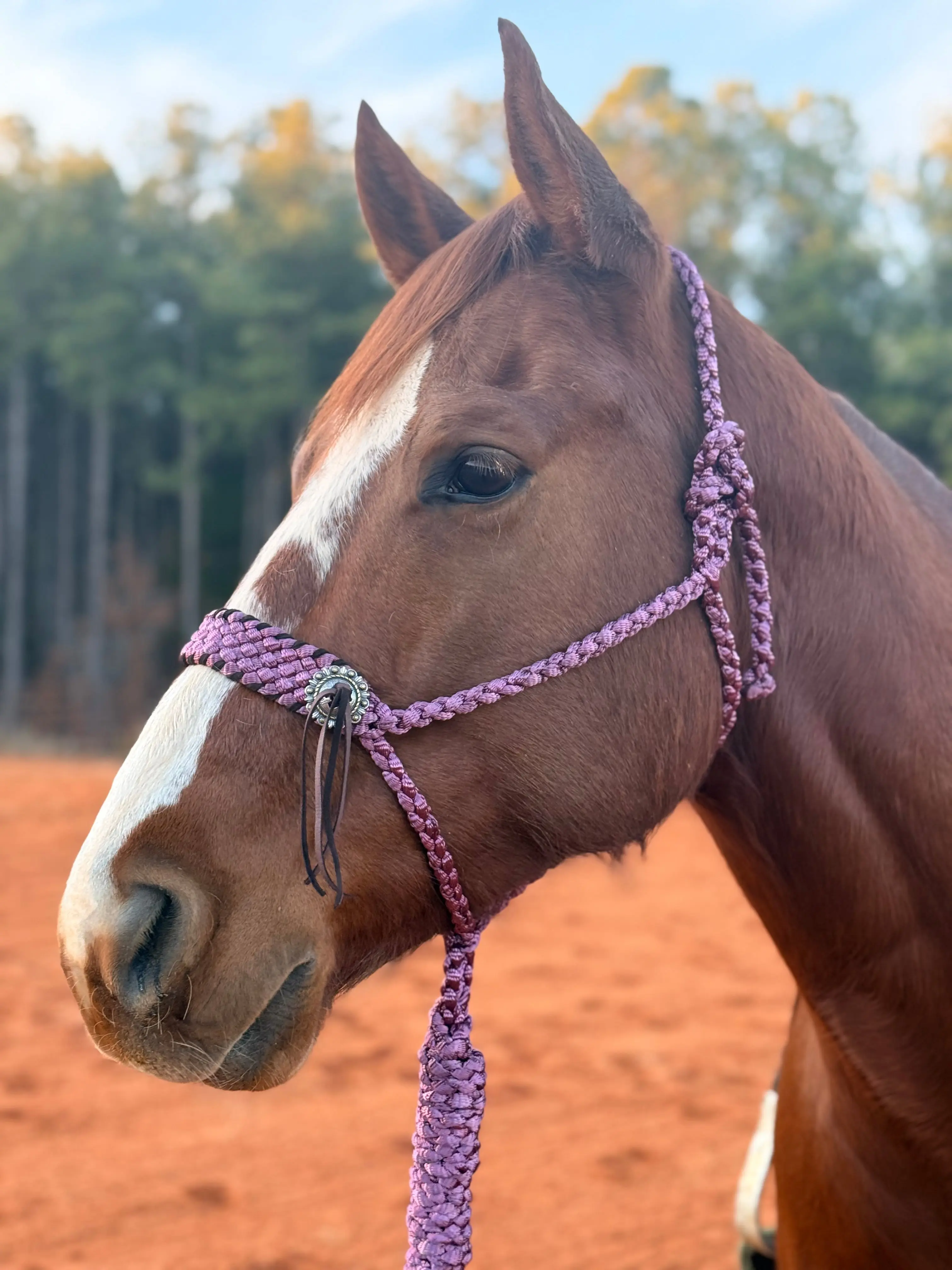 Fringe + Conchos Mule Tape Halter