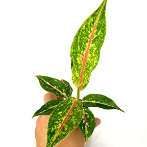 Aglaonema Night Sparkle 2" Pot - Elegant Indoor Plant with Unique Dark Green and Silver Variegation for Home or Office Decor - Decorative