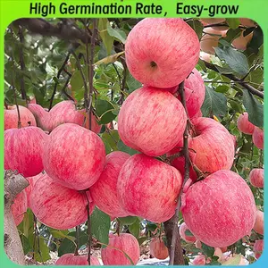 High-Quality Apple Seeds , Ideal for Growing Fruit-Bearing Trees- Sweet Juicy Apple Seeds 50Pcs/pac