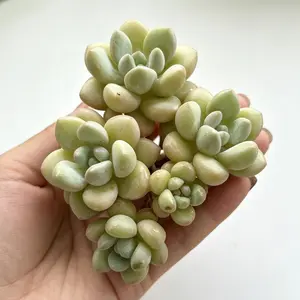 Graptoveria ‘Bubble Gum’ Rare Succulent Plant Bare Root | Colorful Pink Rosette Succulent | Easy Care Beginner Friendly Houseplant | Perfect Gift & Home Decor | Indoor Garden Plant | #Succulent #PlantTok #RarePlants #Houseplants #SucculentLover