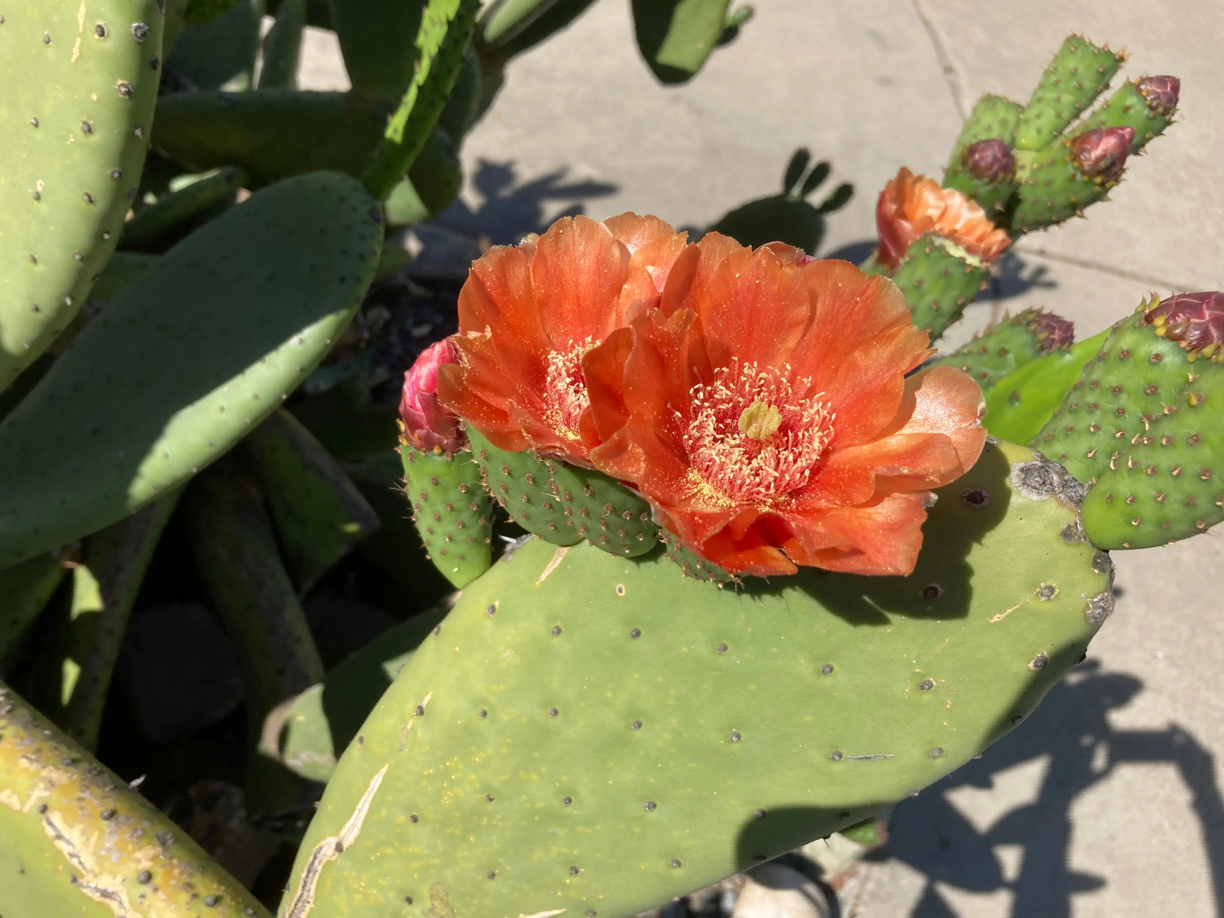 Rare Opuntia Tormentosa Cactus Cutting Pads - Full Sun Plants, Fast-Growing Tree Form, Orange Flowers, Edible Red Tuna Fruit, Abundant Producer, Cold Resistant, Easy to Grow, Care Guide Included, Money Back Guarantee, Cactus Cuttings Pads