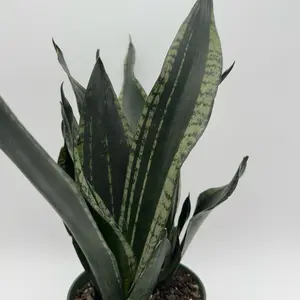 Sansevieria "Whitney" 6" pot Live Tropical House Plant with Unique Sword-Shaped Leaves for Indoor Home Decor & Gardening in Green Pot