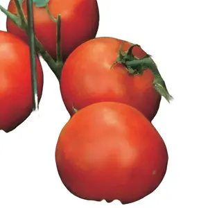 Hybrid Red Tomato Slicer 35 Non-GMO Seeds for Planting Disease-Resistant and Award-Winning Variety Big Juicy Tomato for Summer Sandwiches