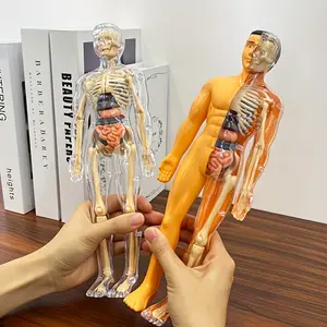 30-Piece Detachable Skeleton Model Set, Human Anatomy Model 28cm, Medical Teaching Supplies, Transparent Organ Display Tool, Home Decor Gift