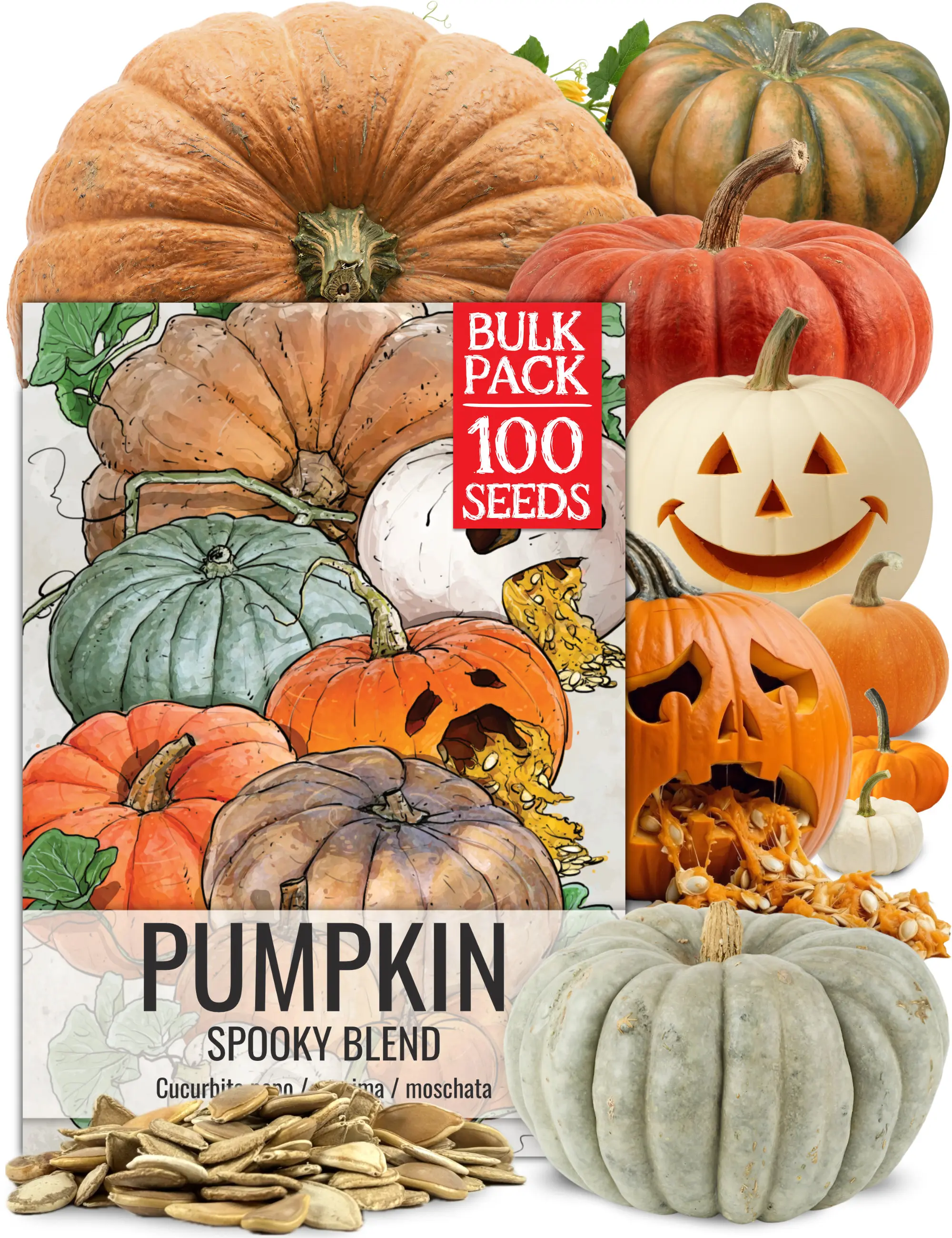 Pumpkin Seeds for Planting Our Original Spooky Blend - 10+ Varieties of Heirloom Non-GMO Pumpkins (Jack O Lantern, Lumina, Casper, Jack Be Little, Baby Boo, Fairytale, Blue Jarrahdale & more) Halloween