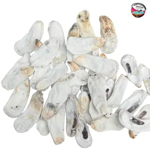 Thin Tall Flat or Long Flat Oyster Shells  (25 Shells 2"-5" inches)