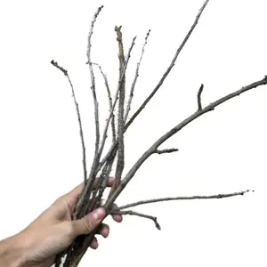 Tree Stick Naturally Derived Eco Friendly Multipurpose Stick for Roasting Food or Fall Decoration Natural and Sustainable Outdoorsy Interior