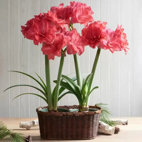 Jumbo Hippeastrum Amaryllis Bulbs for Planting, 1-3 Count Vibrant Red-Pink-White Mixed Fragrant Bulbs for Beginners, Full Sun Indoor Winter Flowering Holiday Garden Gift, Vibrant Mix, Bag