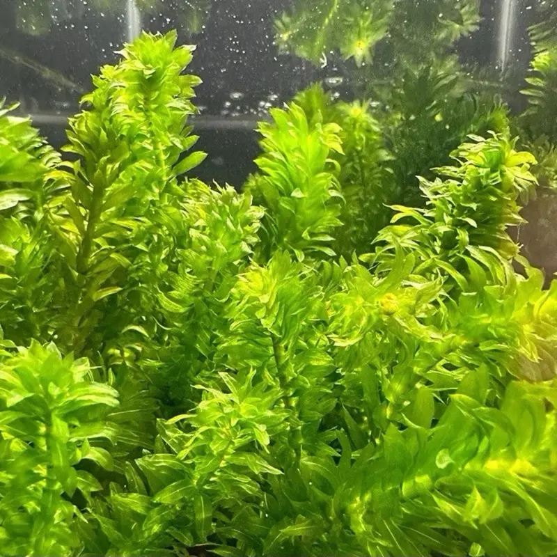 BUY 2 GET 1 FREE!!!! Anacharis Elodea Anacharis Densa Live Aquarium Plants