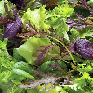 Spicy Mesclun Mix Organic Seeds – A blend of spicy salad greens including mustard, arugula, and chicory for bold flavor in fresh dishes.