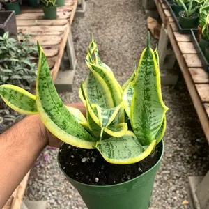 Variegated Sansevieria Twisted Sister/Curly Snake Plant - Rare Snake Plant