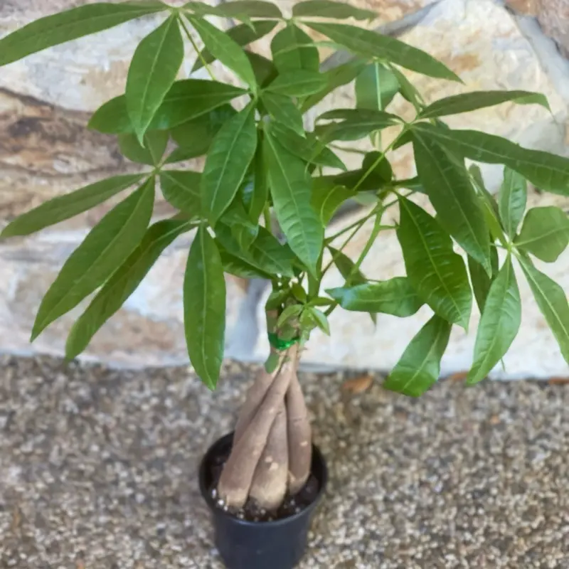 Money Tree