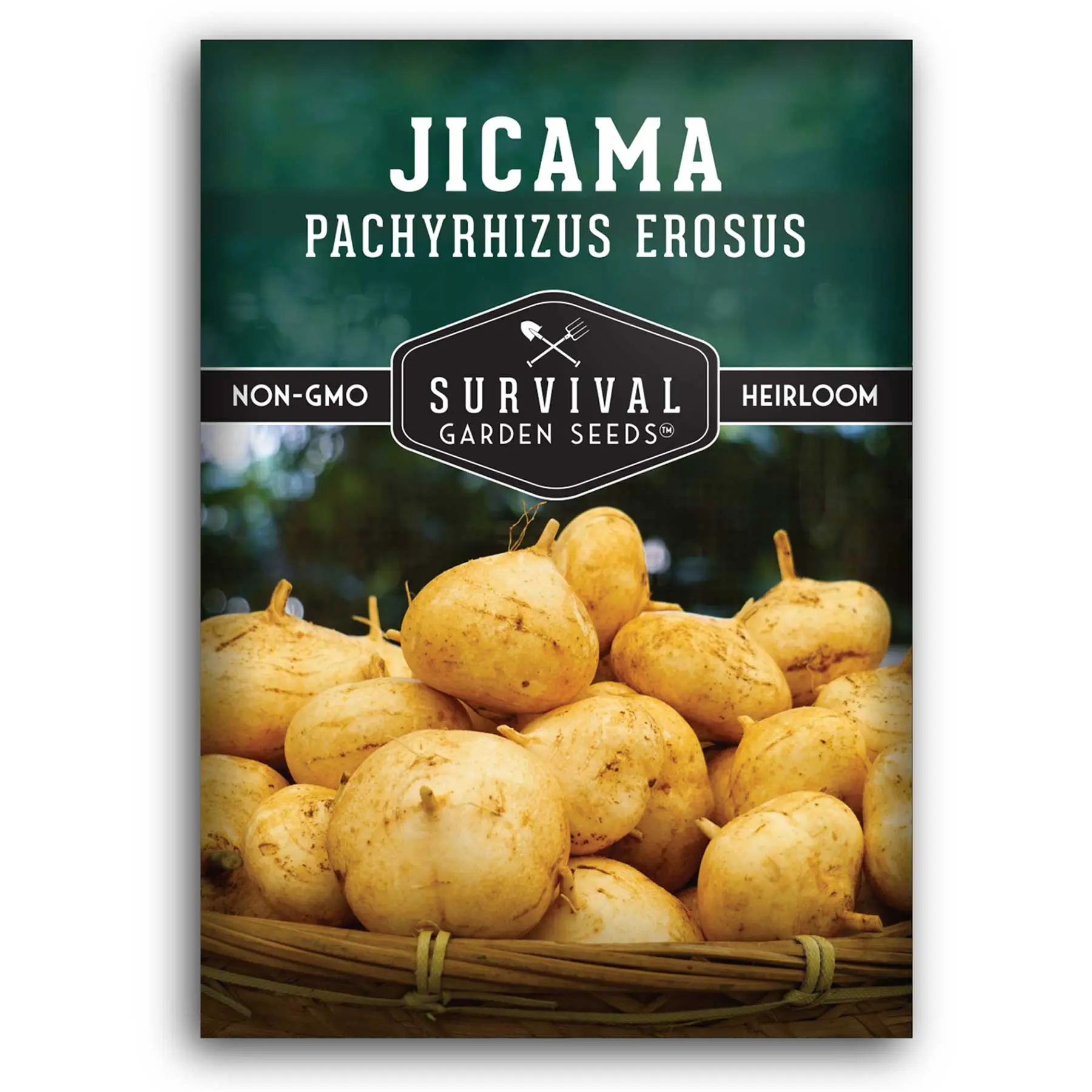 Jicama Seeds for Planting – Drought Resistant Mexican Turnip, Easy to Grow, High Yield Root Vegetable