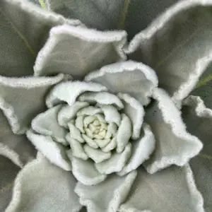 Mullien leaf, dried cut, sifted