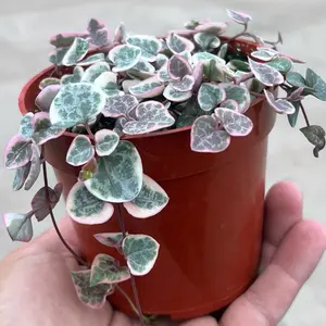 Variegated String of Hearts | Indoor Vining Houseplant | Home & Garden | 4”