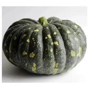 Pumpkin Seed - BLISS Winter Squash - Ideal for Snacking & Culinary Use