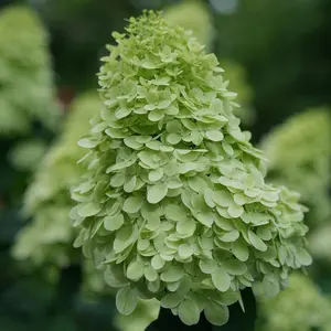 Limelight Prime® Hydrangea