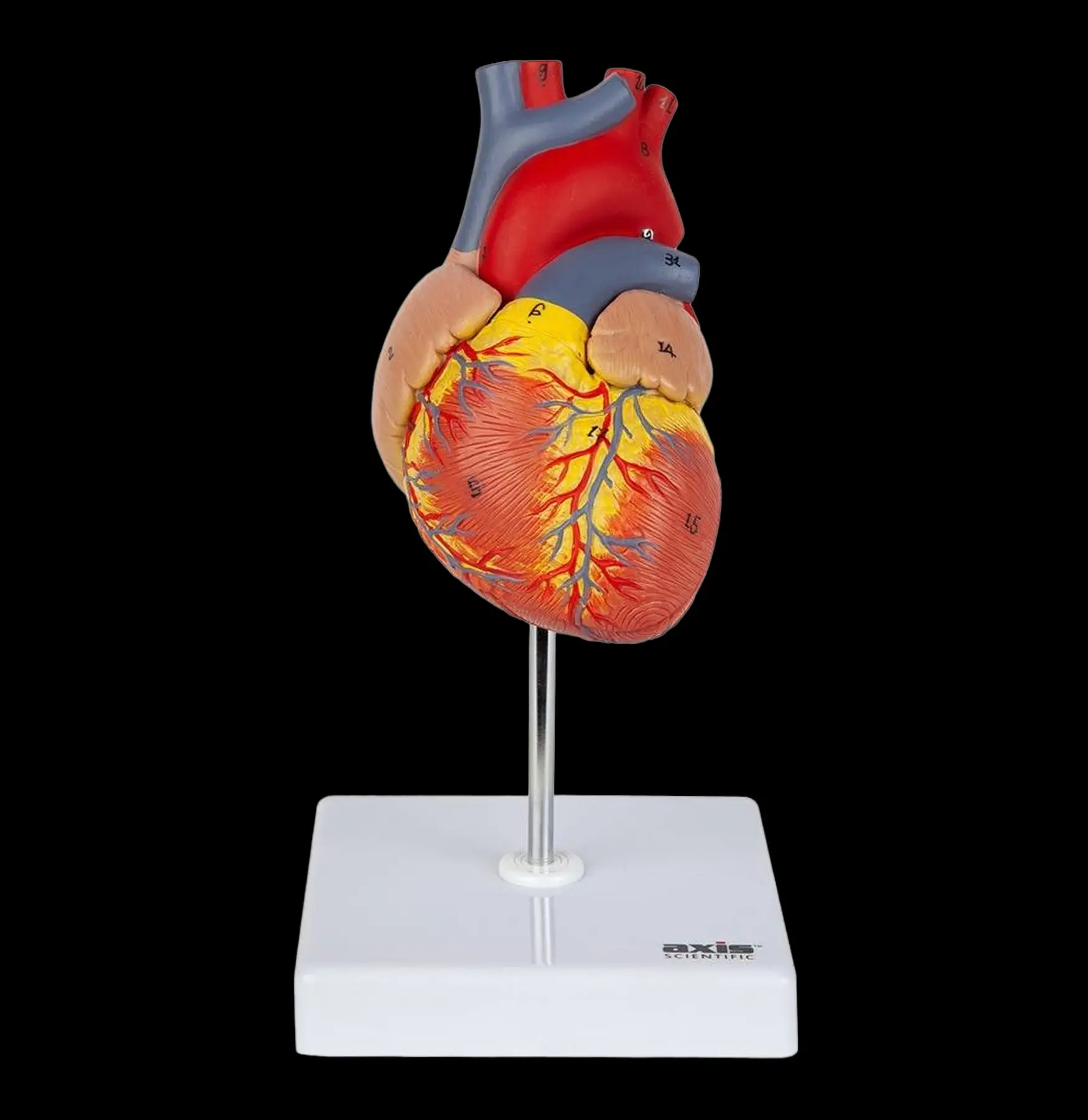 Human Heart Anatomical Model