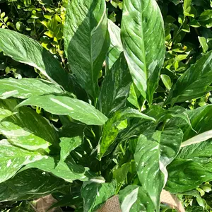 Variegated Peace Lily Live Houseplant, Green and White Leaves, Domino Peace Lily Plant, White Lily Flower Plant Live for Houseplant