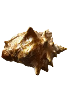 Large Seashell