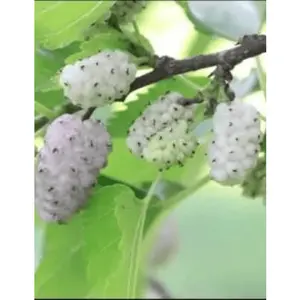 White Mulberry Tree