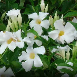 Mandevilla Madinia® White Dipladenia, 4" Pot