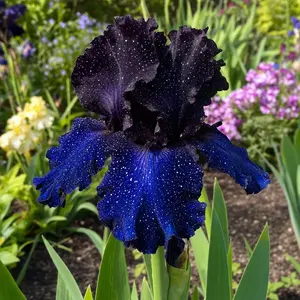 Galaxy Night Blue Iris Seeds 100pcs Rare Speckled Petals for Perennial Garden Borders, All Season Bloom, Full Sun Hardy