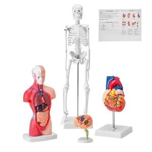 Fathersdaygift VEVOR 4-Piece Human Anatomy Detachable 3D Models Bundle Pack - Brain, Torso, Heart, Skeleton with Detachable Parts, Hands-On Study & Teaching Tools for Physiology Students