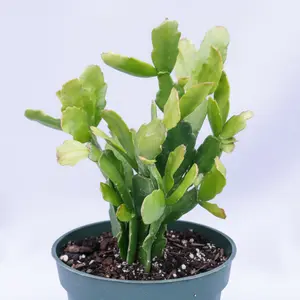 Schlumbergera x buckleyi Christmas Cactus