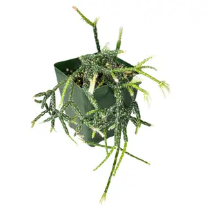 4" Rhipsalis Pilocarpa – Live Plant
