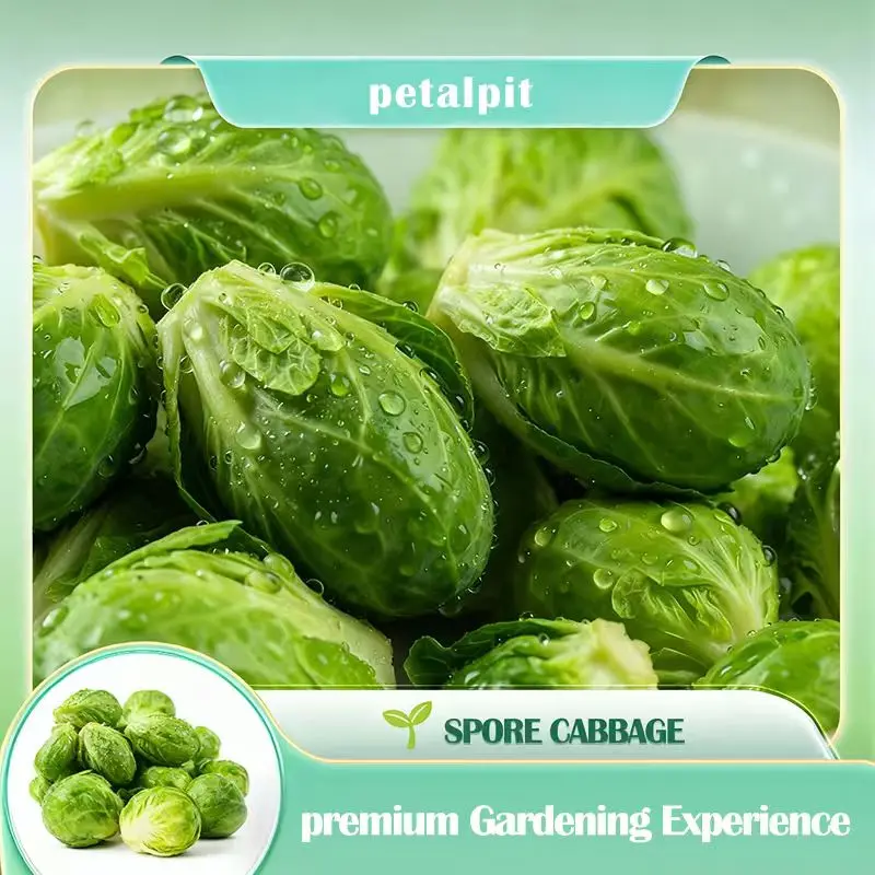 【PetalPit】Low-Fat Weight Loss Brussels Sprouts Seeds | High Germination | Easy to Grow on Balcony | Crisp & Sweet | Light Meal Veggie Seeds