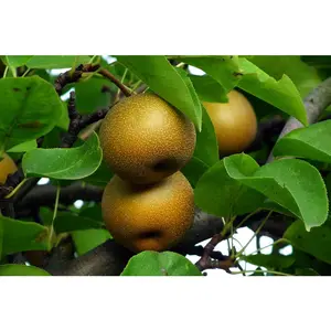Dwarf Hosui Asian Pear Tree Bare Root Nocturnal Gardens