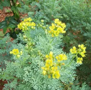 800Pcs Rue Herb Seeds (Ruta Graveolens) – Medicinal & Ornamental Heirloom Plant, Non-GMO