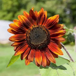 Velvet Queen Sunflower Seeds