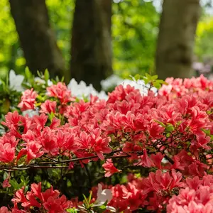 FlorAmore® 'Red' Reblooming Azalea - 4" Pot, SPRING PREORDER