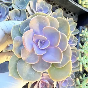 2"Live Succulent (Echeveria - Red Sky)
