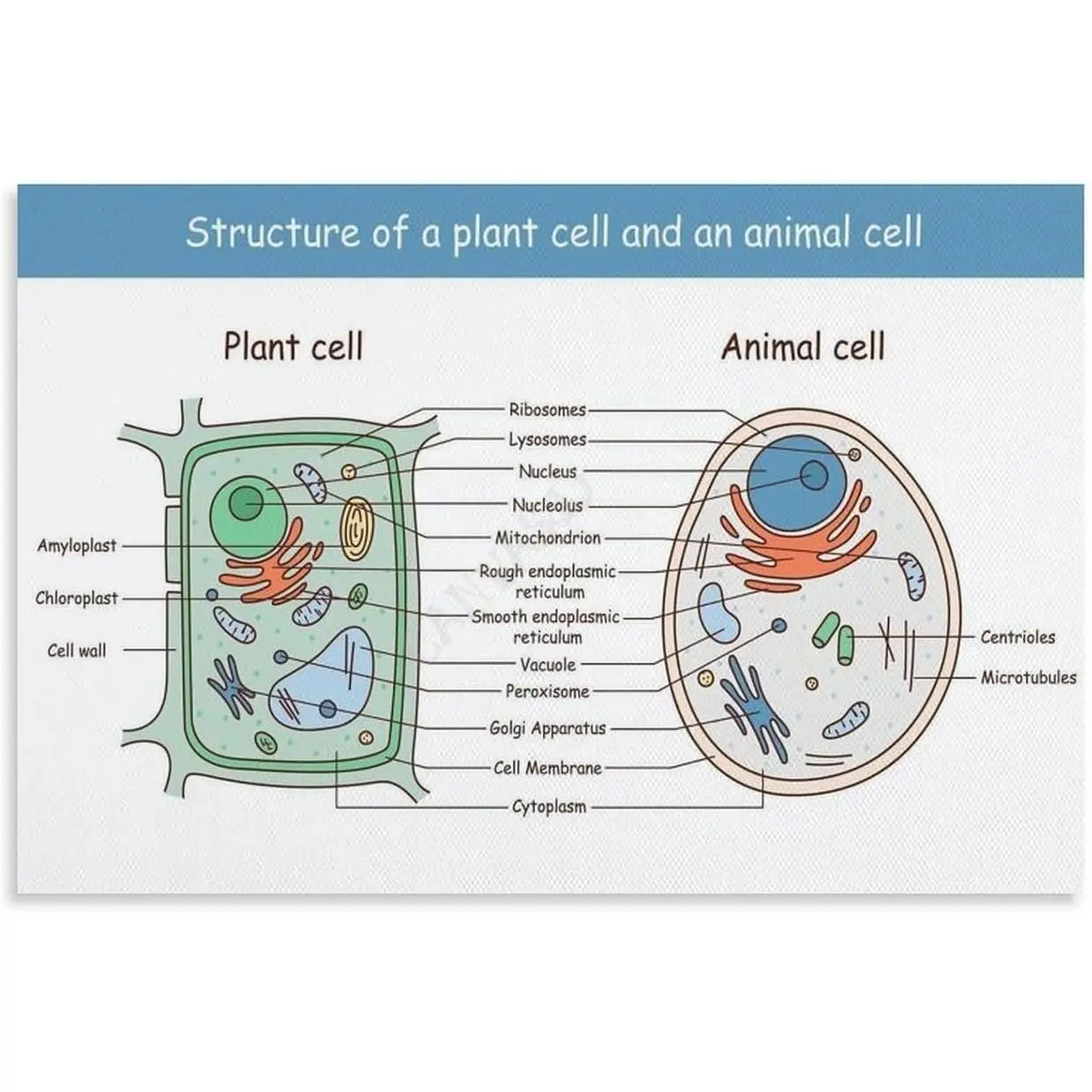 Animal And Plant Cell Structure Biology Education Poster(1) Canvas for Bedroom Living Room Decor 30x20inch(75x50cm) Unframe-style