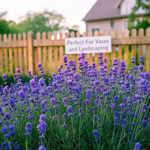 English Lavender Seeds Non GMO Wildflower Seed for Planting Indoor/Outdoor, High Germination, Plant Flower Seeds (Lavandula antustifolia)
