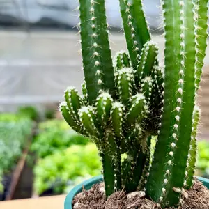 Cactus Fairy Castle (Succulent)