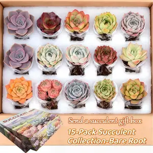 15 Live Sedum Succulents — Bare Root, Gift Boxed, Ready to Plant For Beginners & DIY Lovers