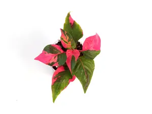 Alternanthera ‘Party Time’ 2” Potted Live Plant - Easy Houseplant - Fast Growing - Non Toxic, Pet Friendly - Small Shrub - Indoor Outdoor - Bright Colors, Hot Pink Variegated - Tropical Gift - Beginner Friendly - Ficoidea Joseph's Coat Partytime